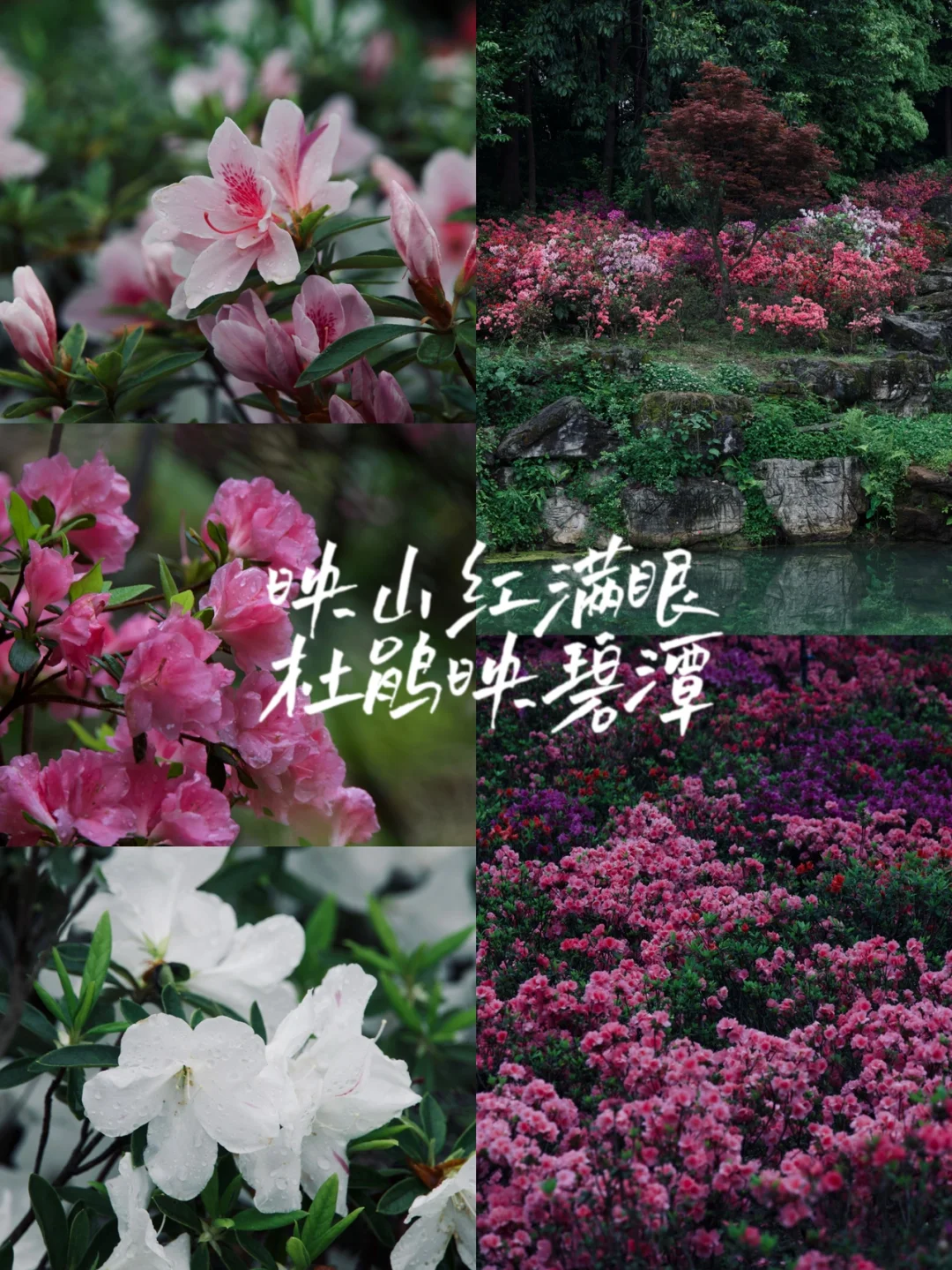 满山杜鹃花🌸不出三环打卡成都“小毕节”