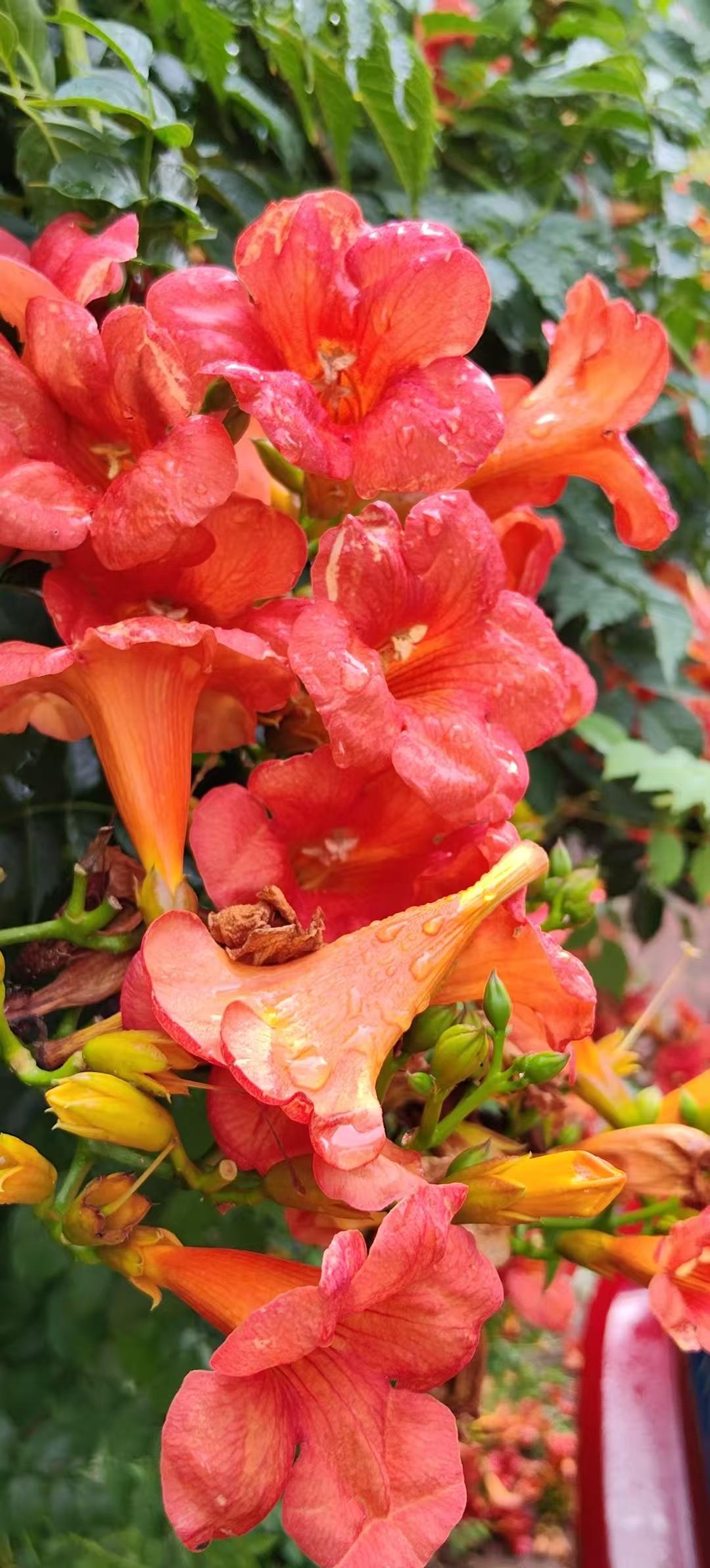 西江月•三月春色美2577
作者/平常心
（2026.4.3.11:10）
绿衬