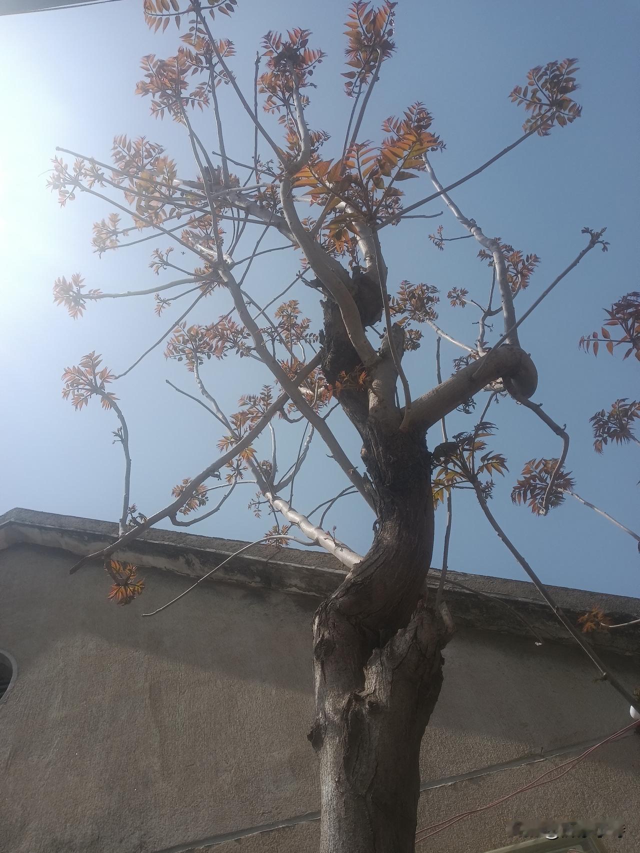 明知人无再少年，偏拿命运赌明天。
只因生来非草木，总有希望在人间。