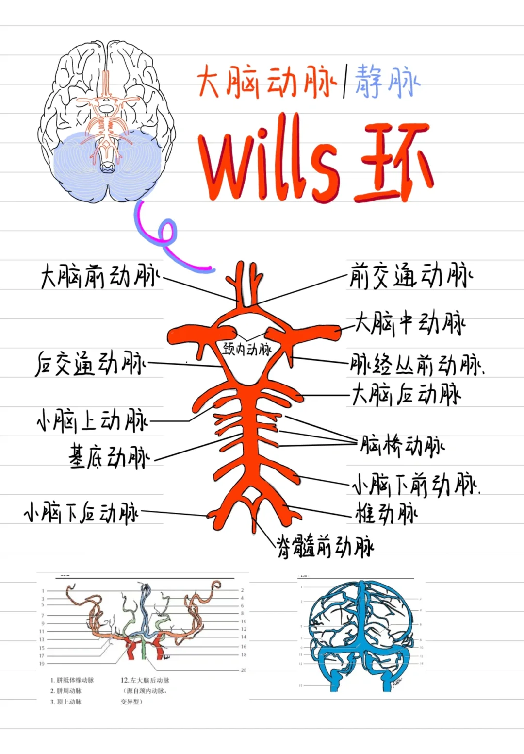 医学生笔记✍️-大脑🧠的动脉vs静脉
