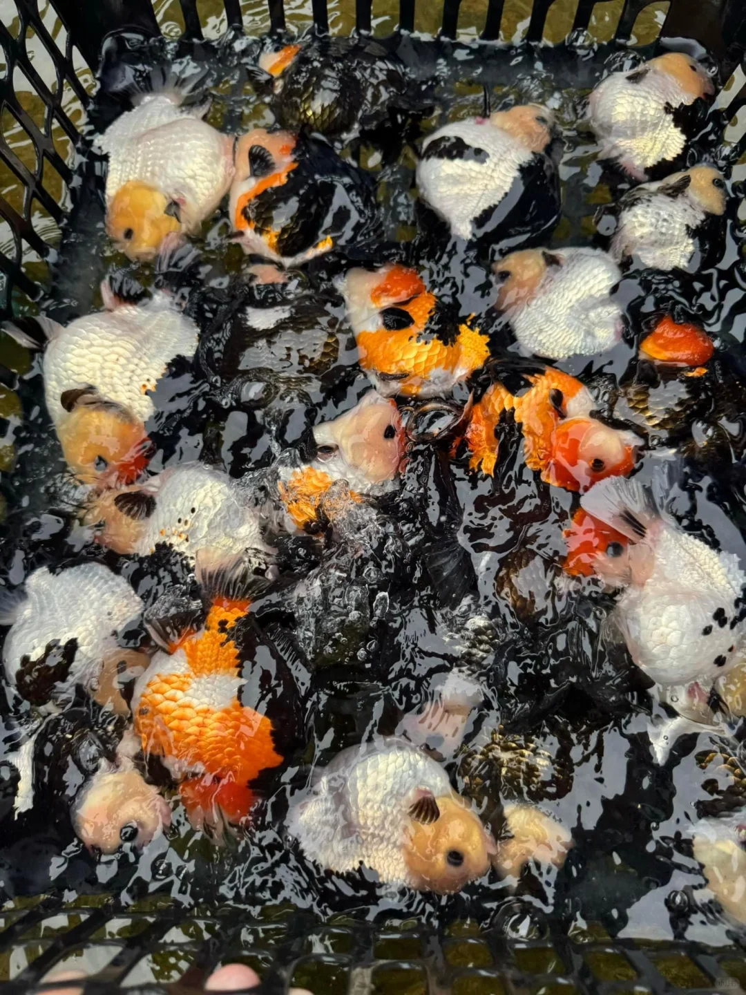 上菜！