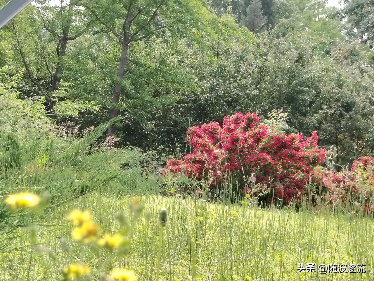 我一直觉得这是公园里最美的角落