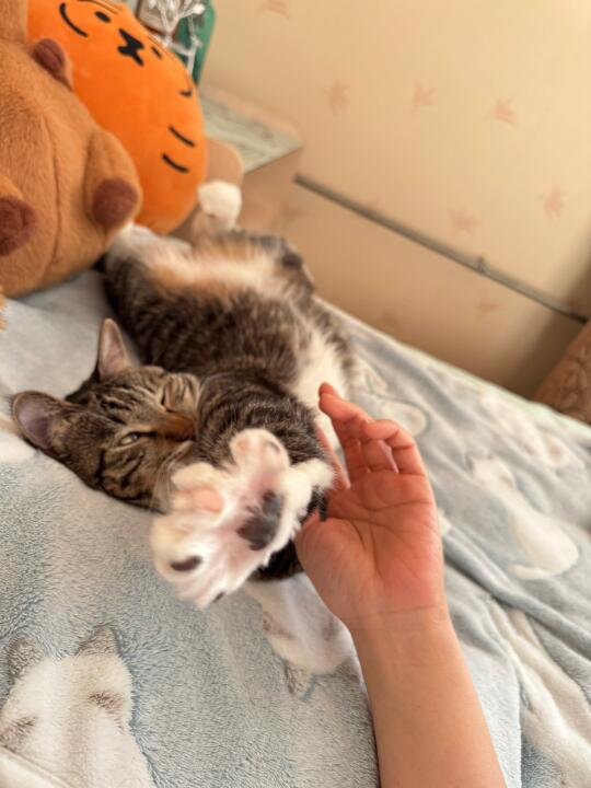 你是我的报恩小猫