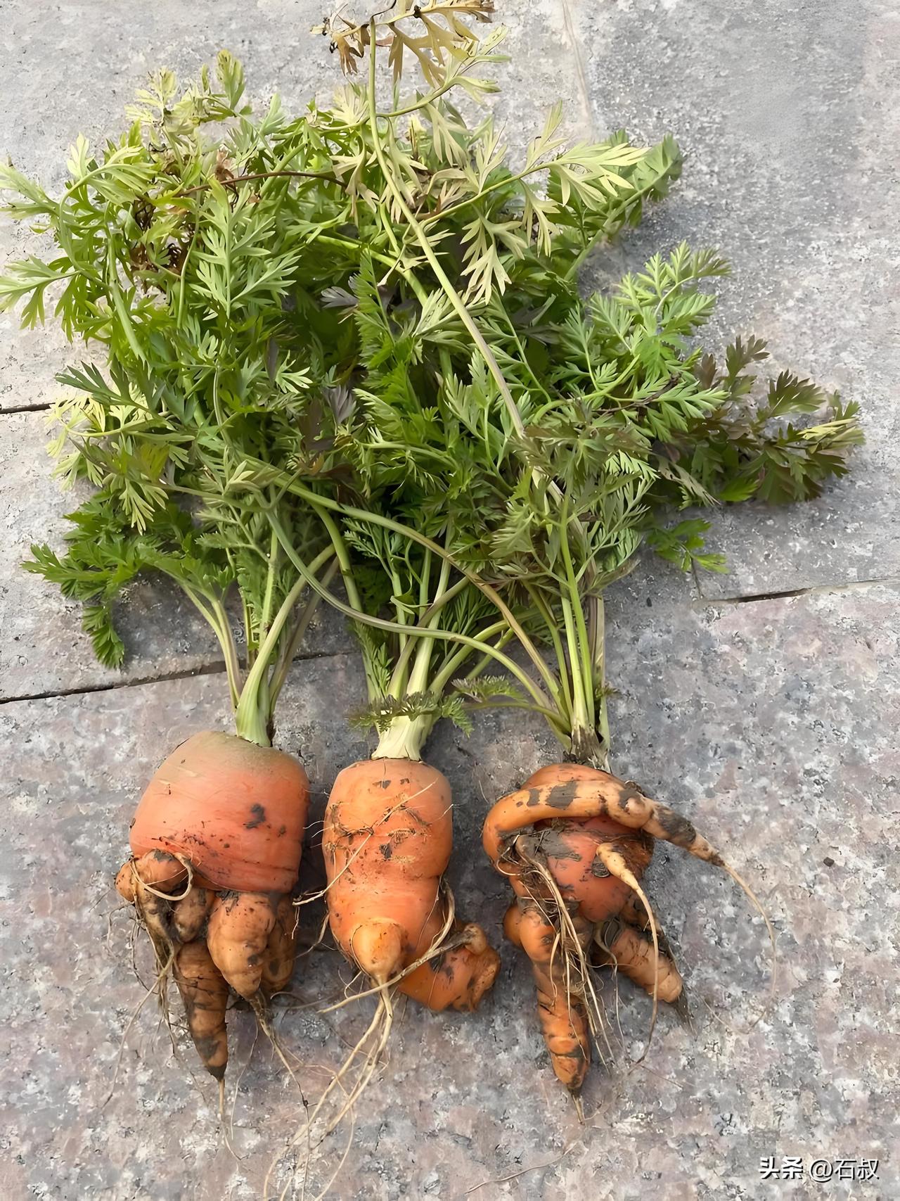 不少种菜的菜友看着菜地缺苗，总想拔点胡萝卜苗补栽，这里劝大家尽量不要这么做。胡萝