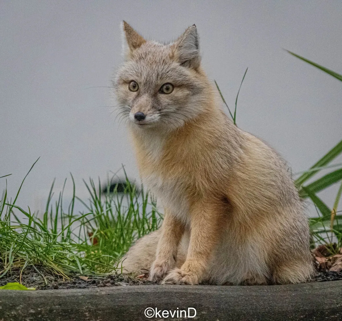 狐狸 真精神沙狐（学名：Vulpes corsac）Kevin.DPhotogr