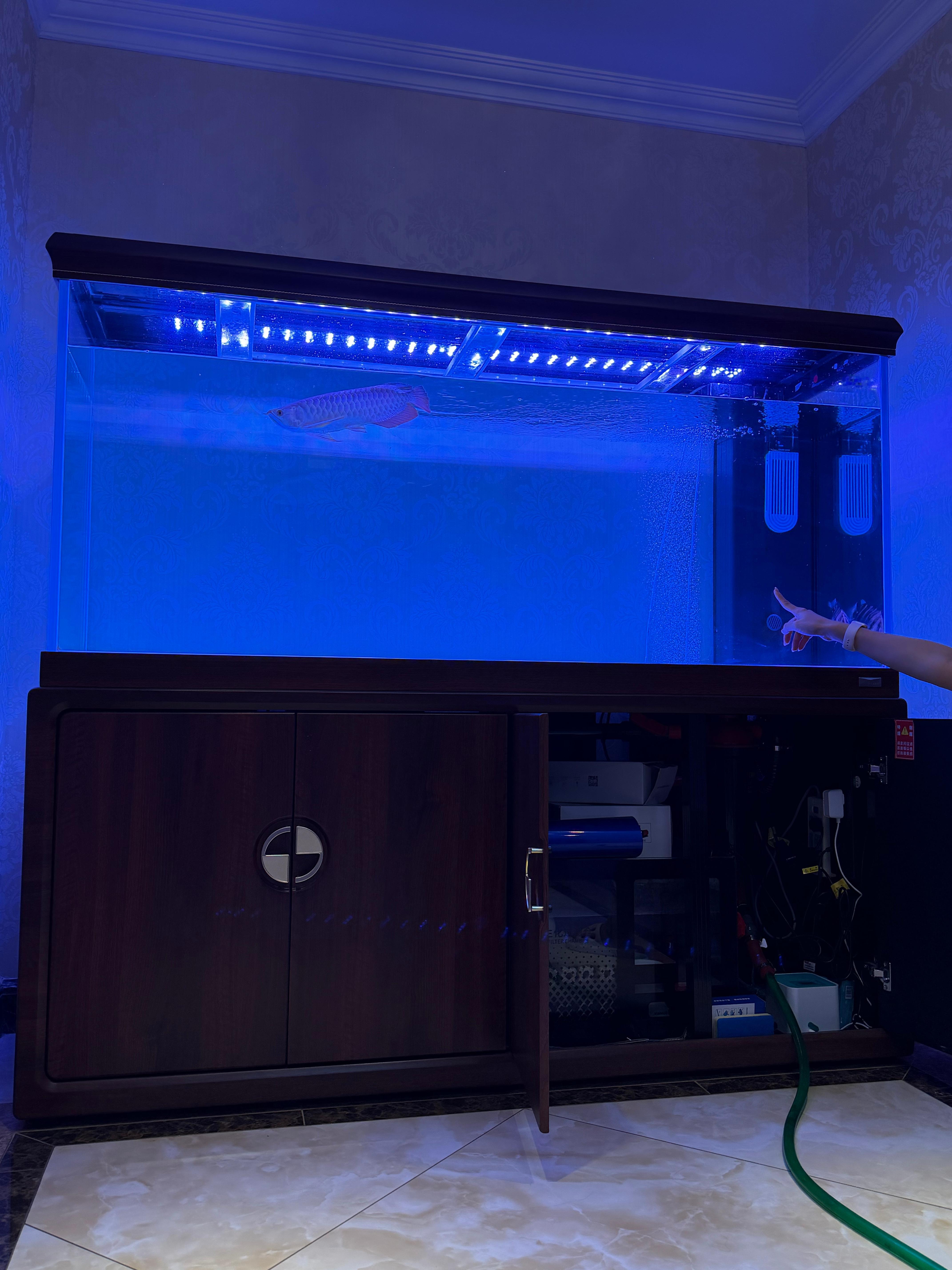 给鱼缸换水，突然发现我家鱼缸是宝马牌的