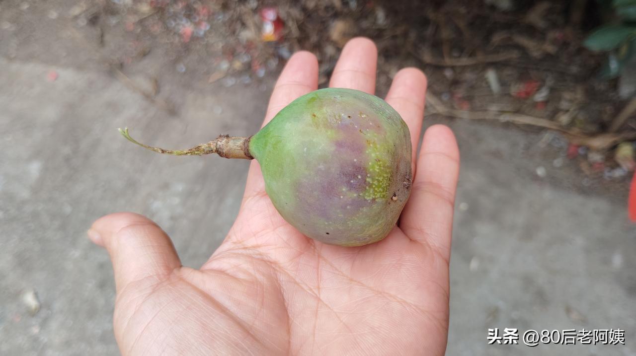 这是什么果？
我问豆包，它告诉我这种果在广西非常常见，可是作为广西柳州人我确实是