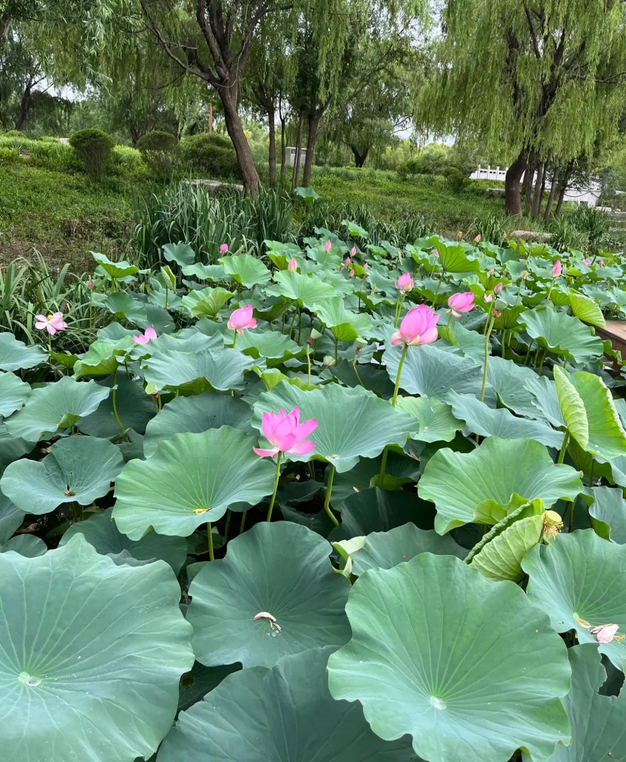 你发现了吗？现在的人真的越来越现实了，有些人过于注重物质条件，将父母的退休金视为