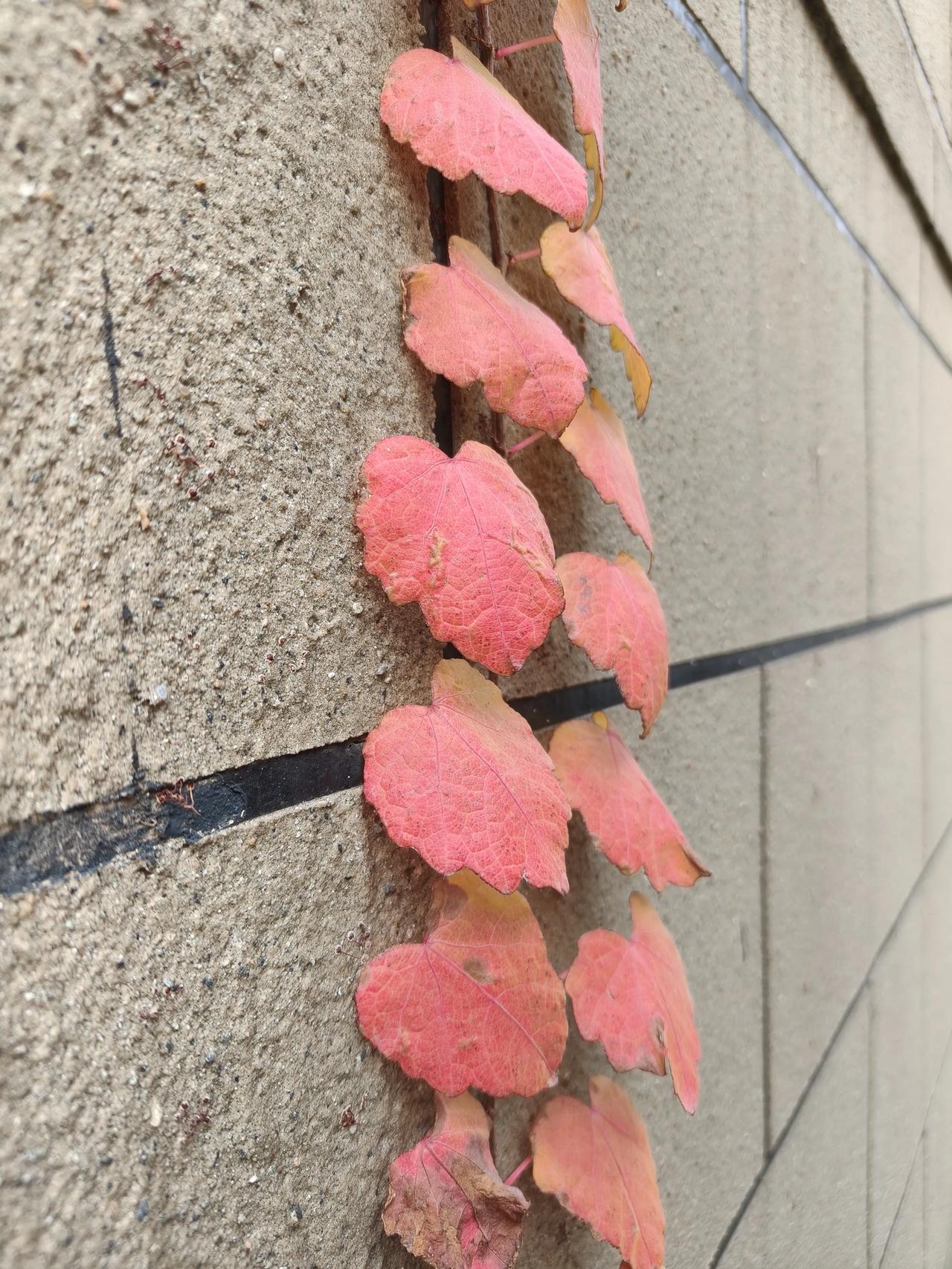 上午请了一会会假，把退休事宜去一一办妥了，只等下个月钱进账喽～[耶]

话说来上