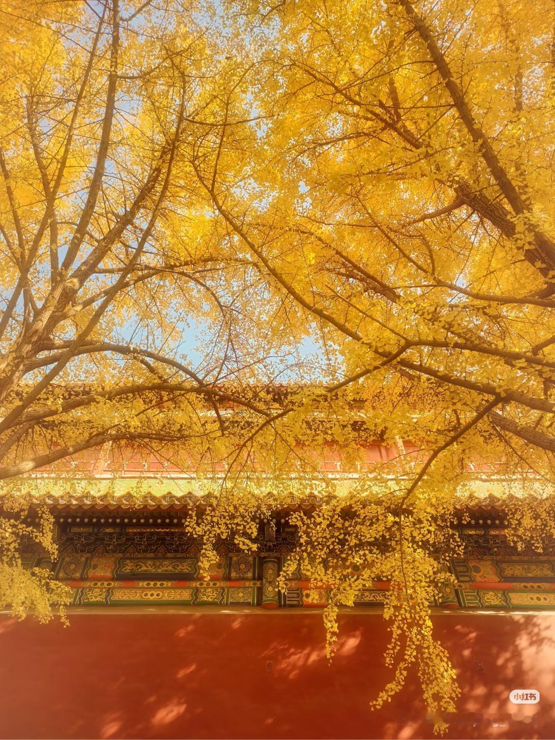 北京的秋天真美