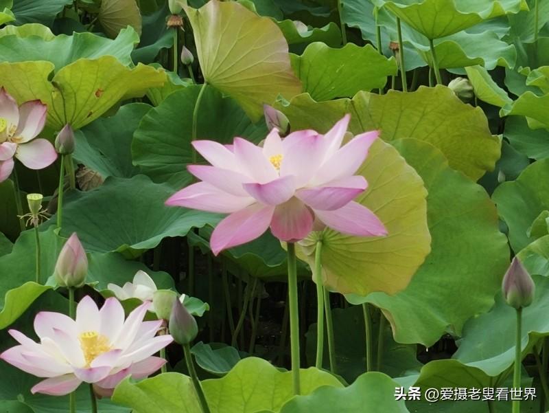 夏日赏荷，简直不要太惬意！盐城的大洋湾、九龙口、大纵湖都是赏荷好去处。大洋湾荷花