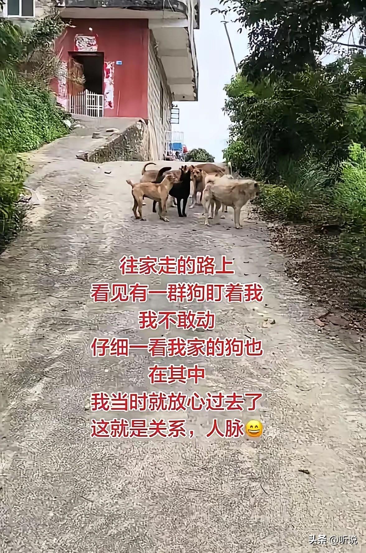 狗狗才是人类的最强人脉！遛狗能认识不少人