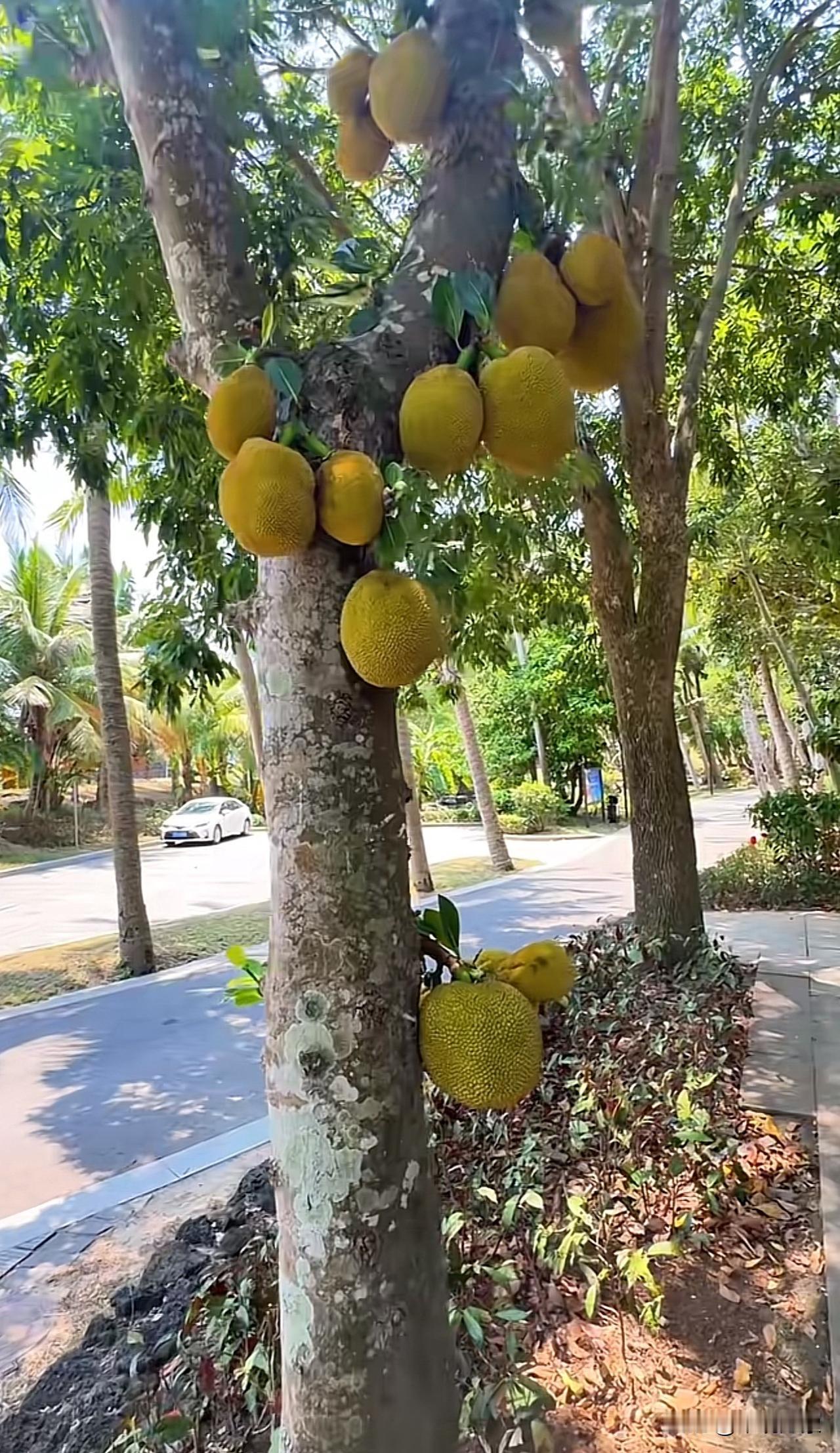 海南美丽乡村的道路旁，随处可见沉甸甸挂在枝头上的老树菠萝蜜，触手可及的香甜满是乡