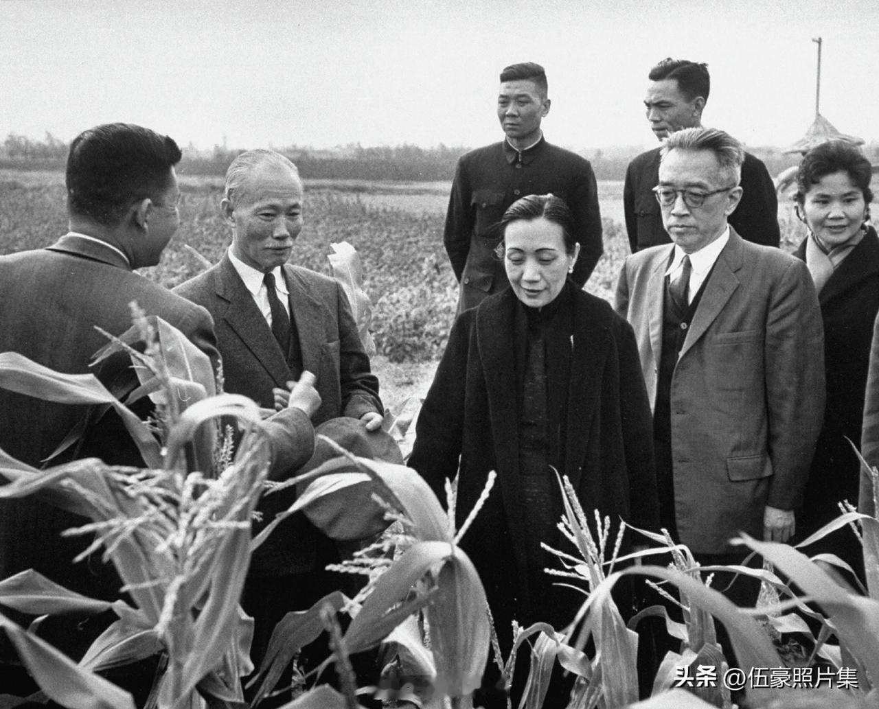 1959年，陈诚与胡适等视察玉米地。陈诚自1949年至1965年间主导了台湾地区