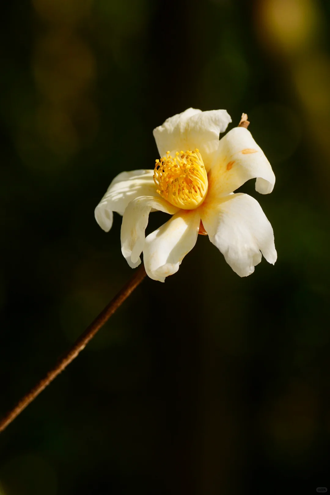 油茶花开（一）