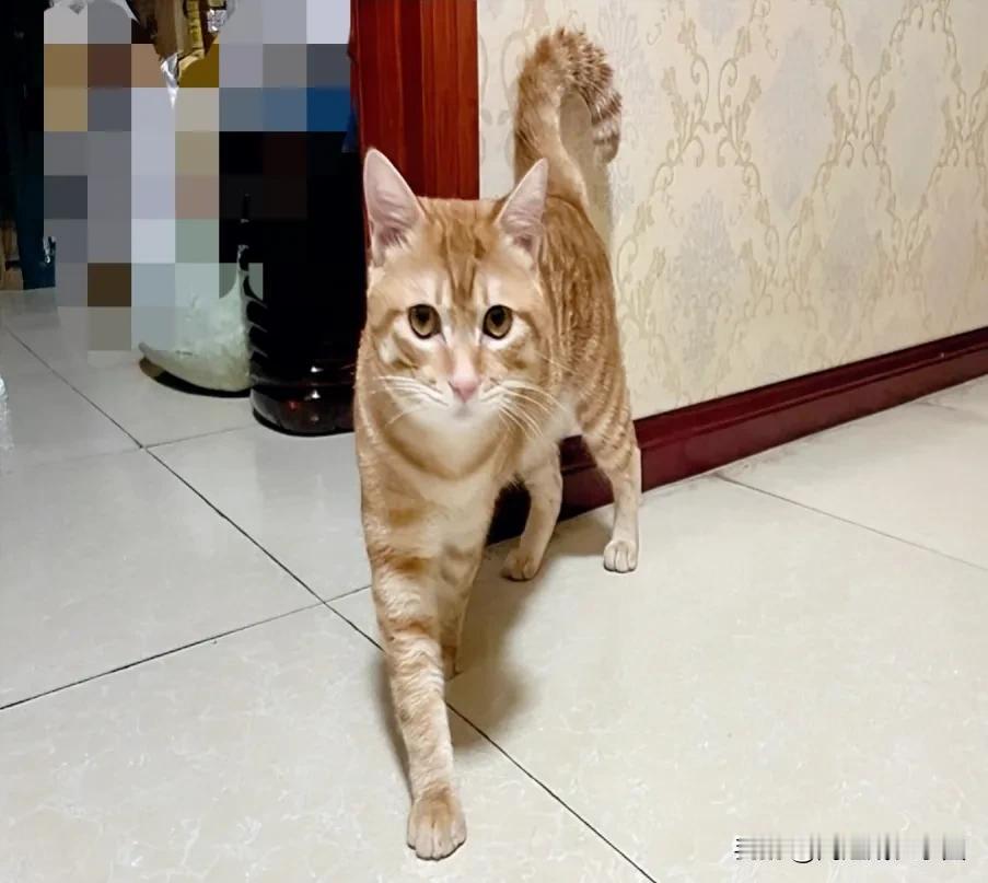 #万能生活指南# 猫咪气质天生，不服不行。大家看这只喵，它的四肢、尾巴及眼神，透