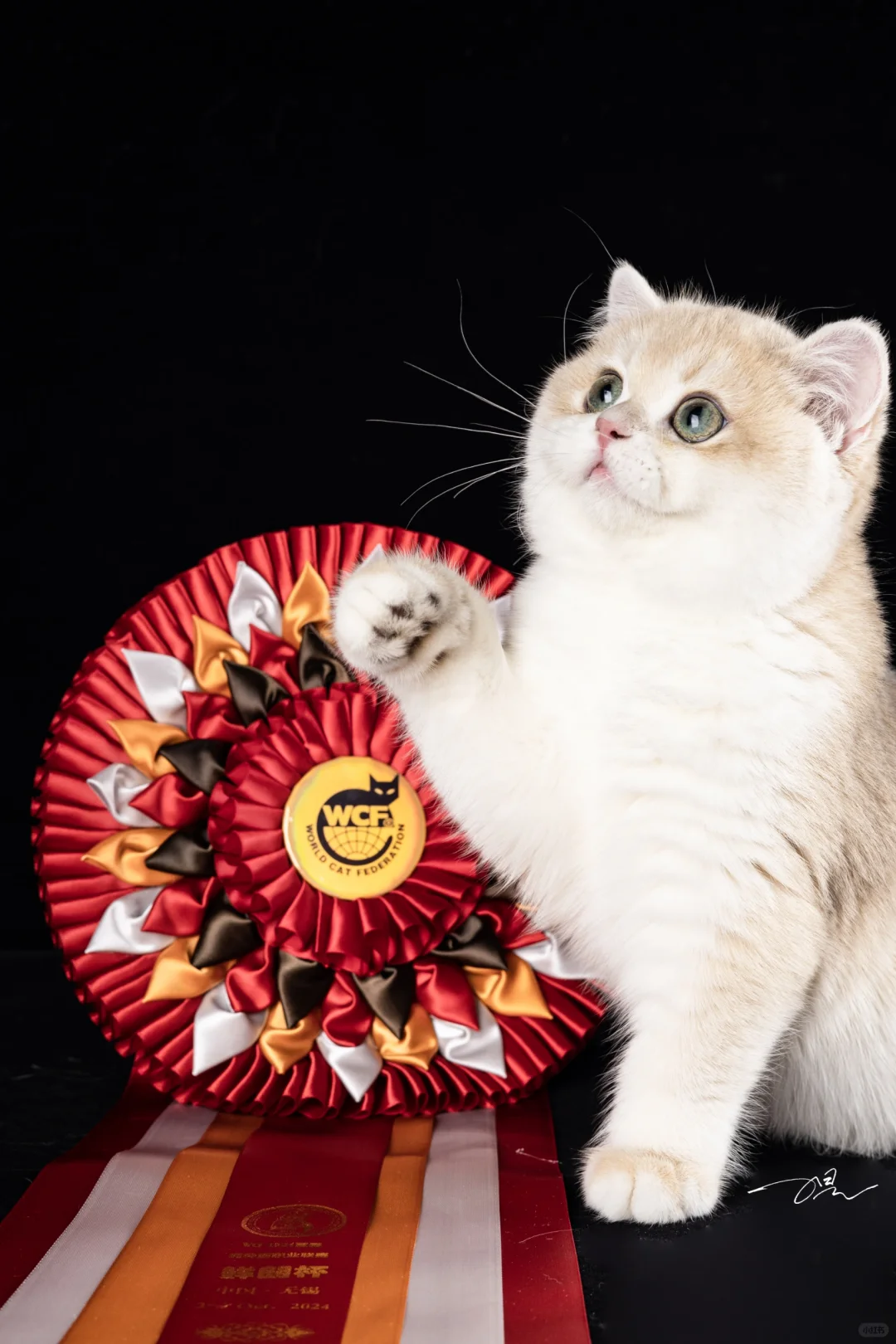 自留级的小猫都长什么样