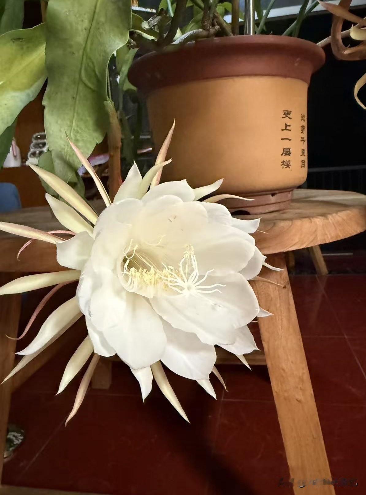 养了几年的苔花今晚上开花了，好美啊，大大的花朵，洁白如玉，像仙女下凡一般，太可爱