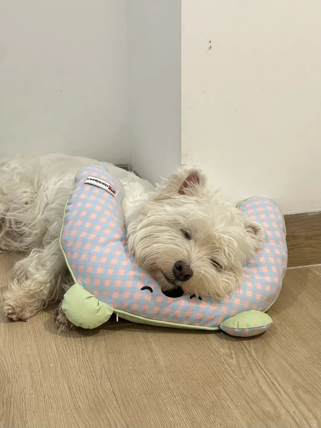 白买了 真的有狗会主动用u型枕么