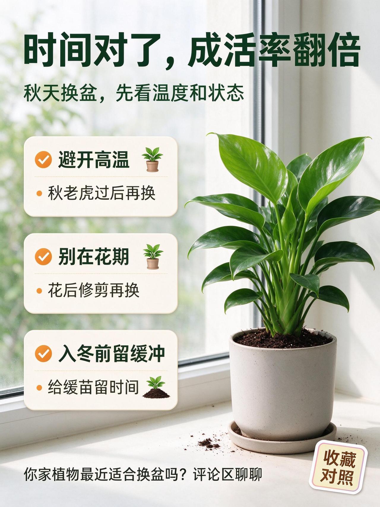 秋天能不能换盆？早了烂根，晚了僵苗秋天确实是换盆的好季节，但不是随便哪天都能动手