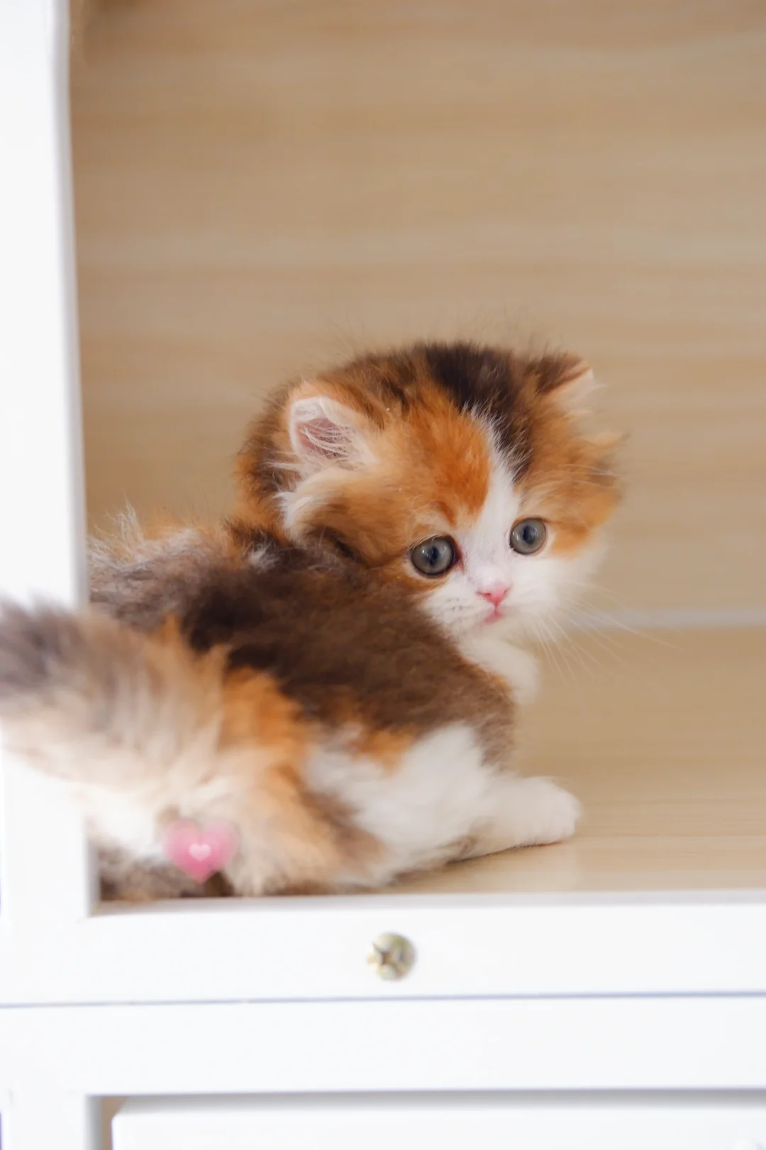 这个背迷死谁了 金三花米努特矮脚猫