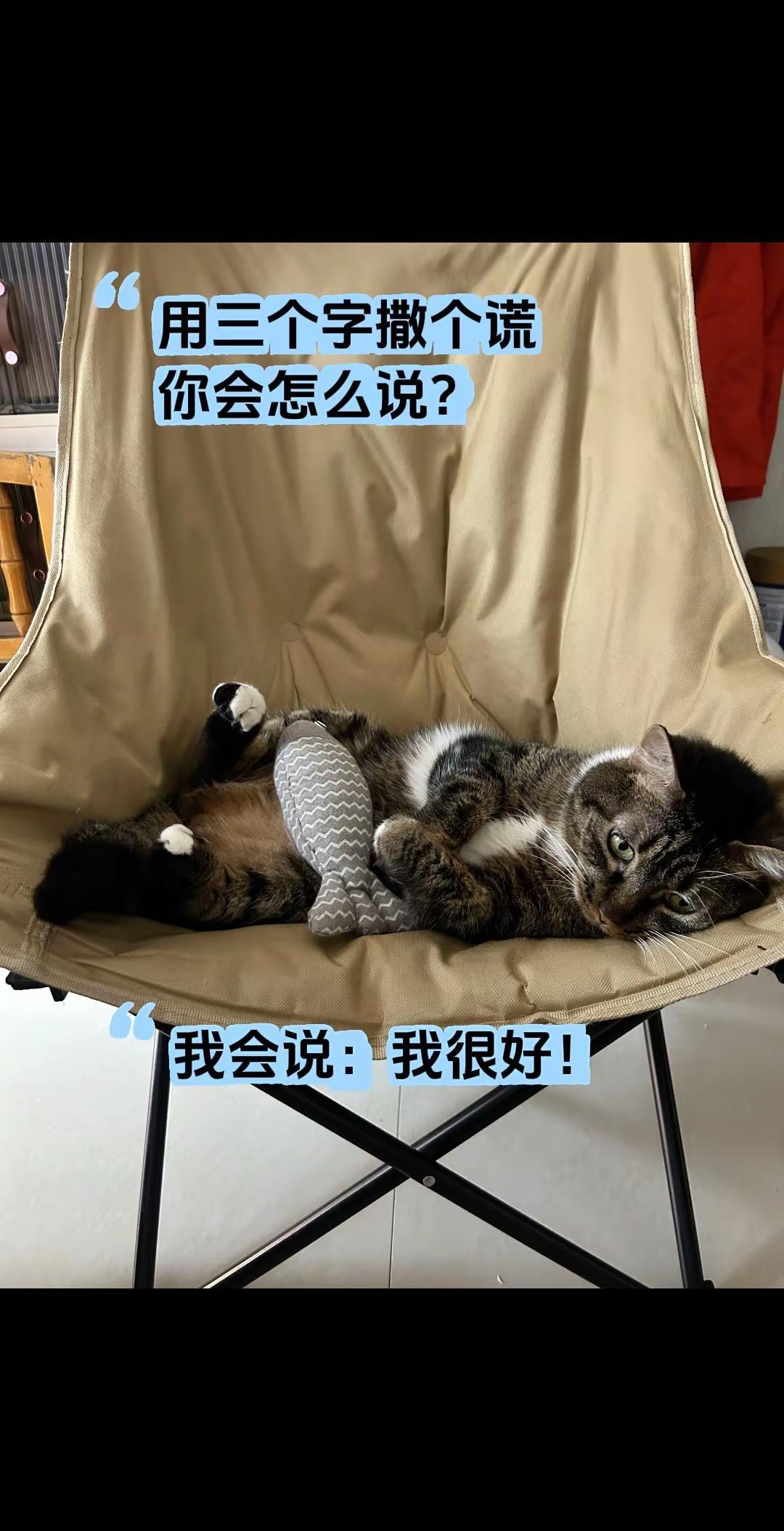用三个字撒个谎，你会怎么说？猫咪日常 三字谎言 治愈系小猫
