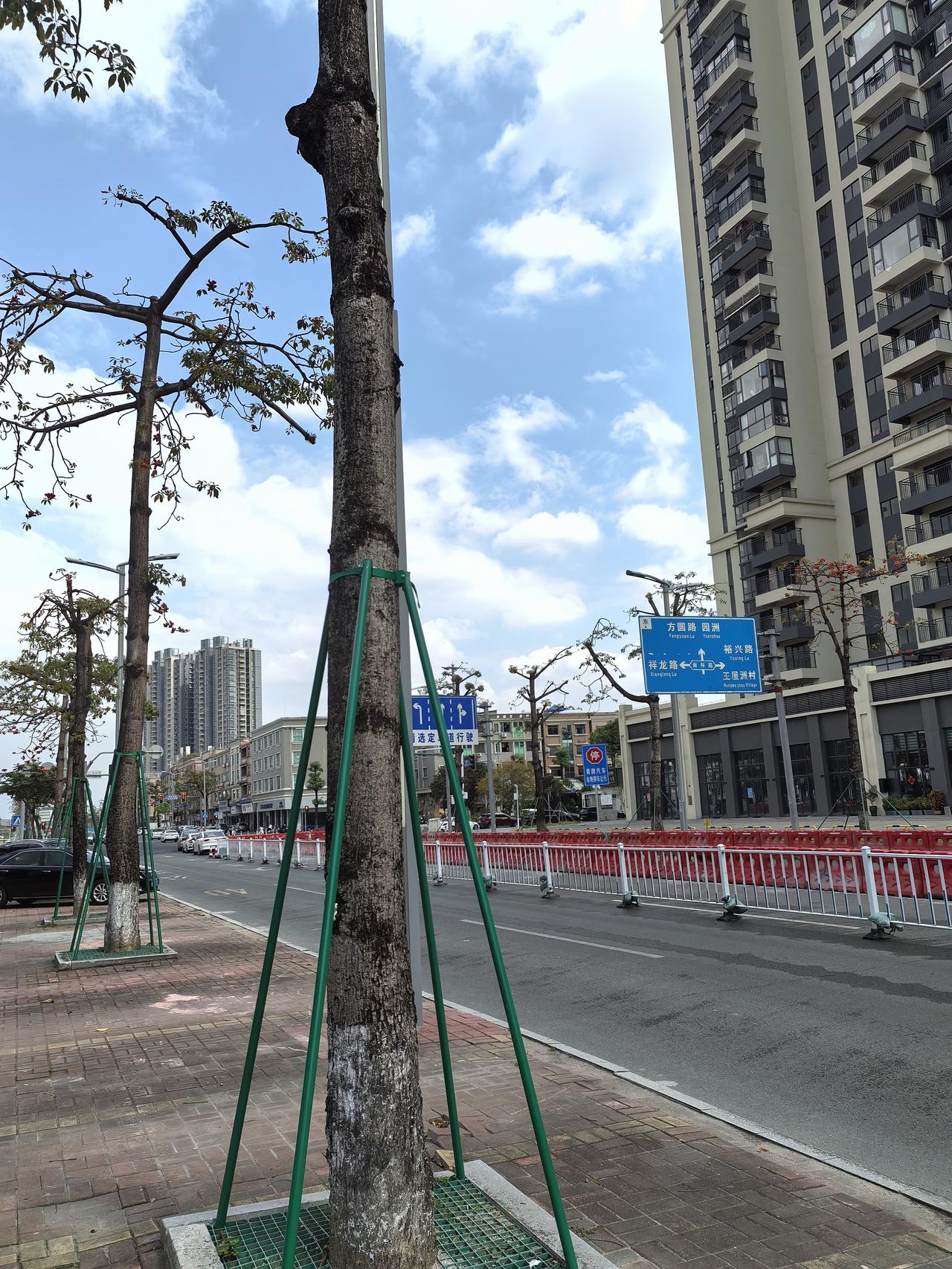 你相册里的古镇石龙镇的三防办工作做得太到位了，几个月前马路边上的行道树还枝繁叶茂