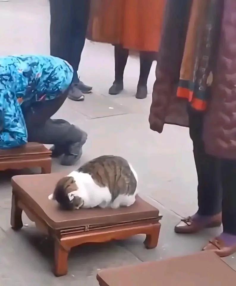 你敢相信！寺院里的拜佛猫咪“如风”被旁边的大爷从垫子上“驱赶”下来，随后如风就和