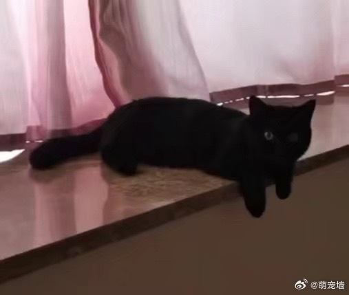 腿短猫挂着 