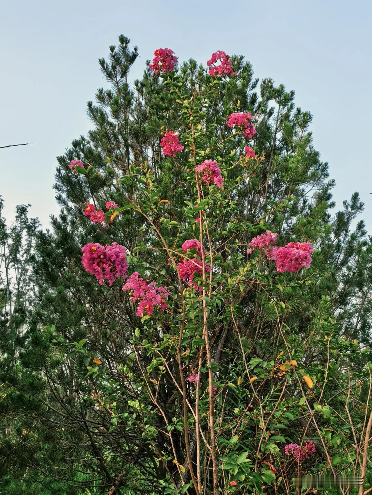清晨遛弯，赏景观花，看紫薇娇艳，绣球清雅。炎炎夏日，美景如画！