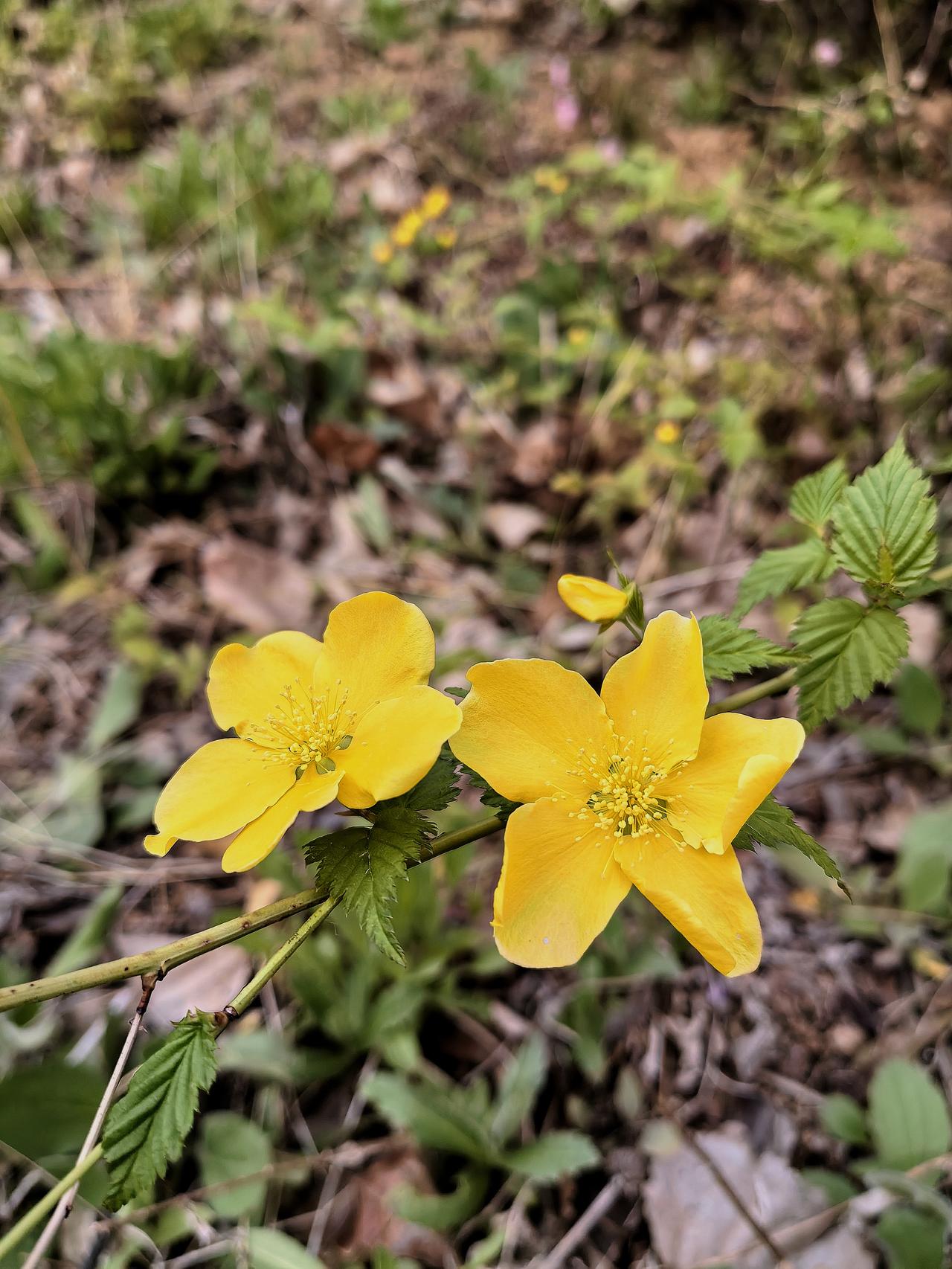 癌友曹给我打电话，咨询一下关于肺结节的有关情况。
曹是结肠癌患者，我俩曾在省立医