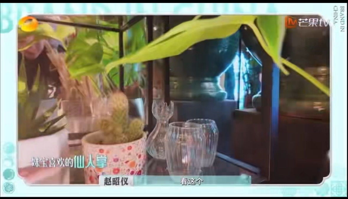 李佳琦把赵昭仪养的很好真的，这种小细节太加分了！赵昭仪之前说，很喜欢仙人掌，就像