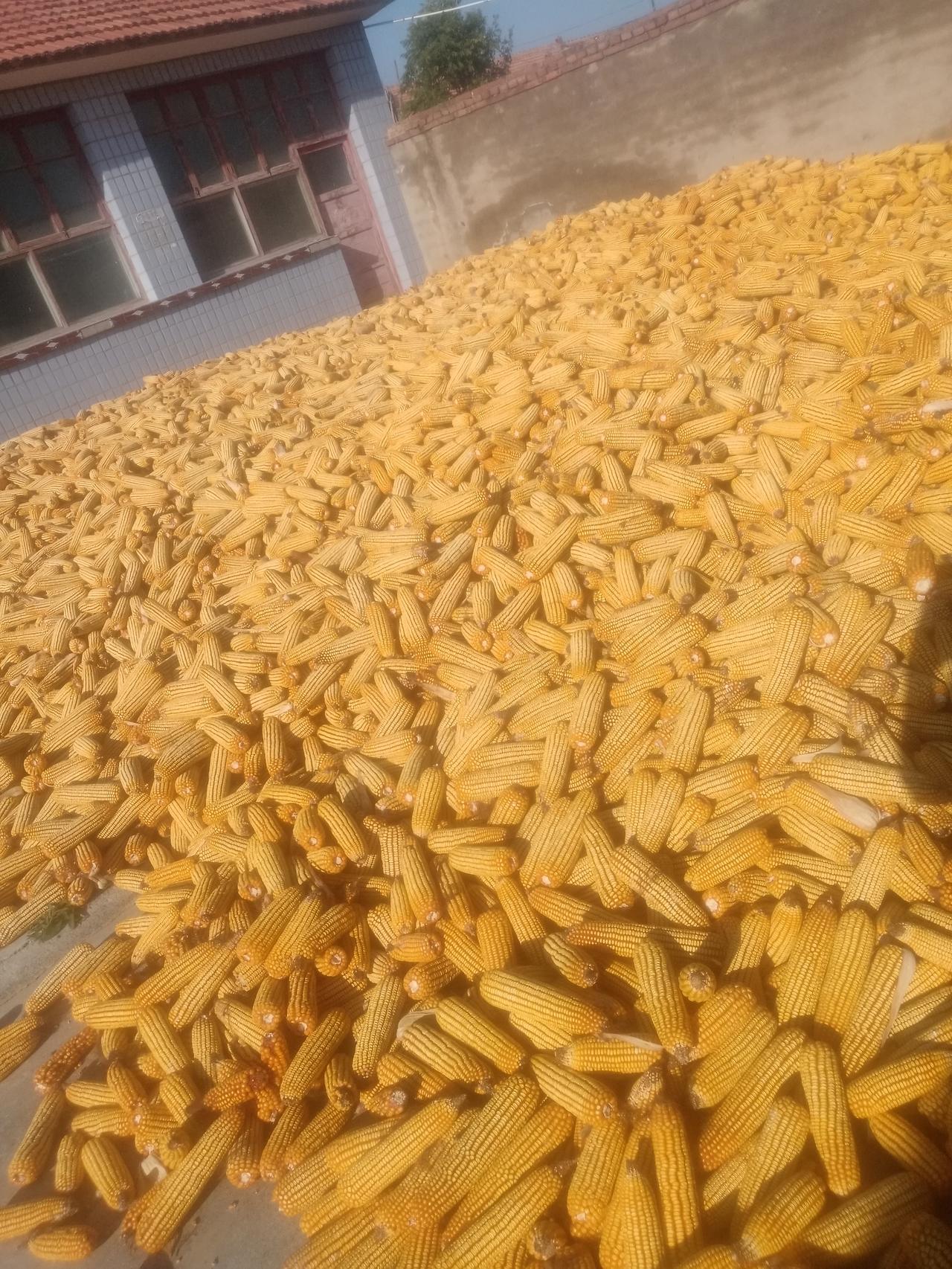 俗话说得好，饥时吃糠甜如蜜，饱时吃蜜不觉甜。
朱元璋同志就有深刻的体会。