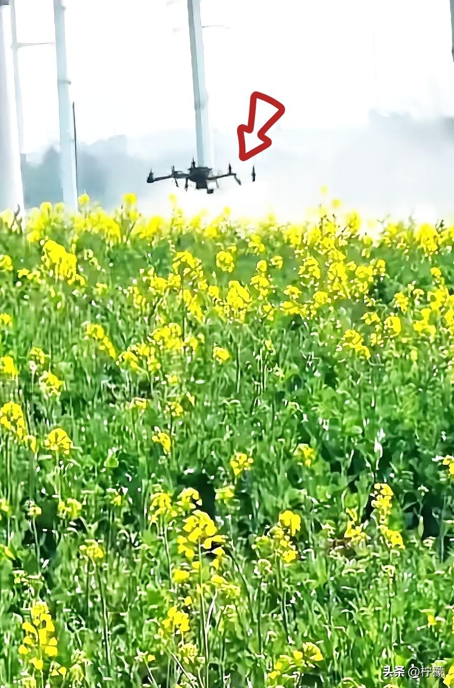 太痛心了！
湖南油菜花撒药这事，
给全国乡村工作人员提了个醒，农村工作不是想怎么
