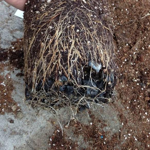 种菜记住一句话：干生根，湿长叶，涝烂根
 
新手种菜总死苗，90%都是浇死的！