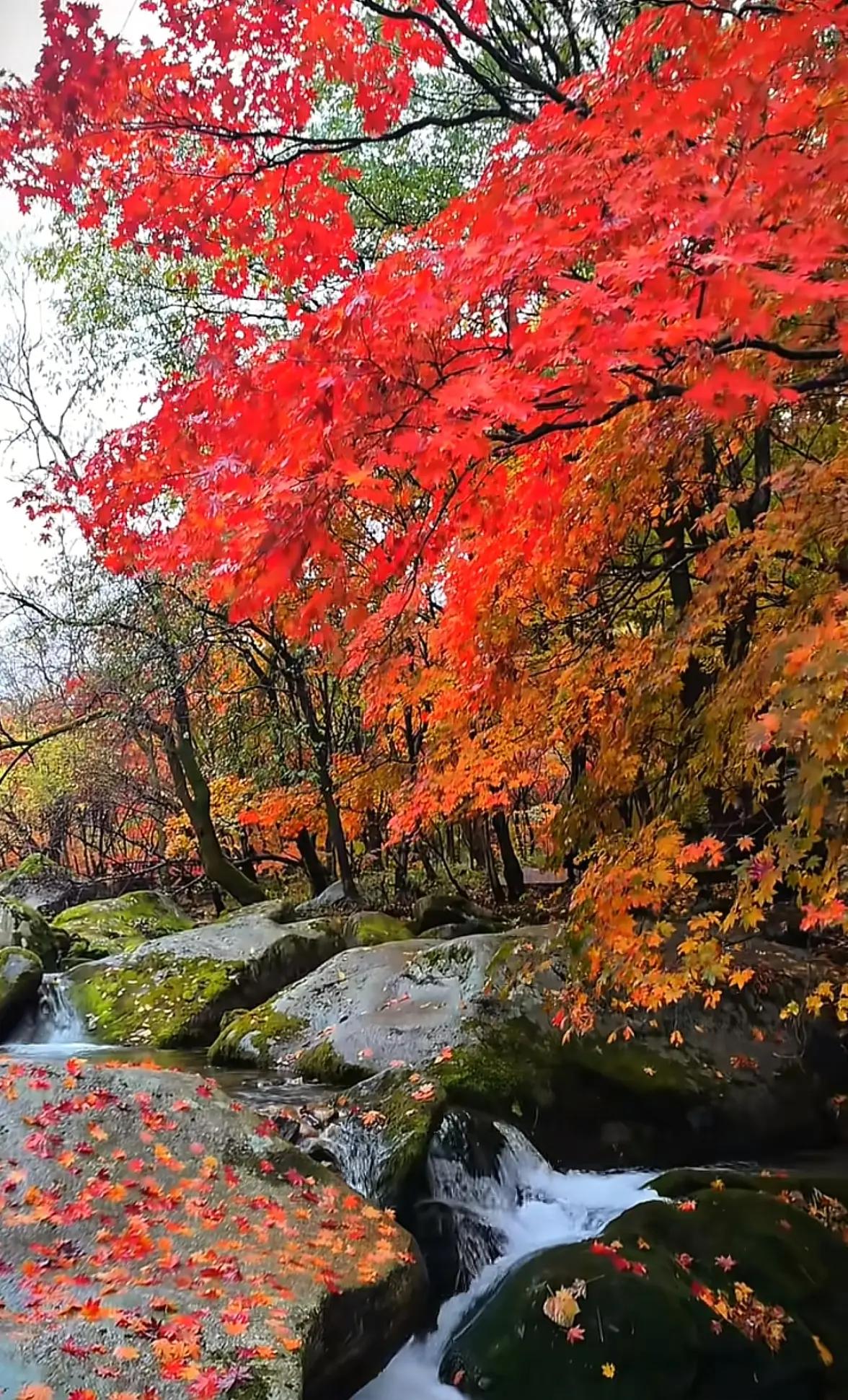 你去过本溪最美丽的地方是哪里如果想去看红叶，那就每年的12月中去本溪的关门山和老