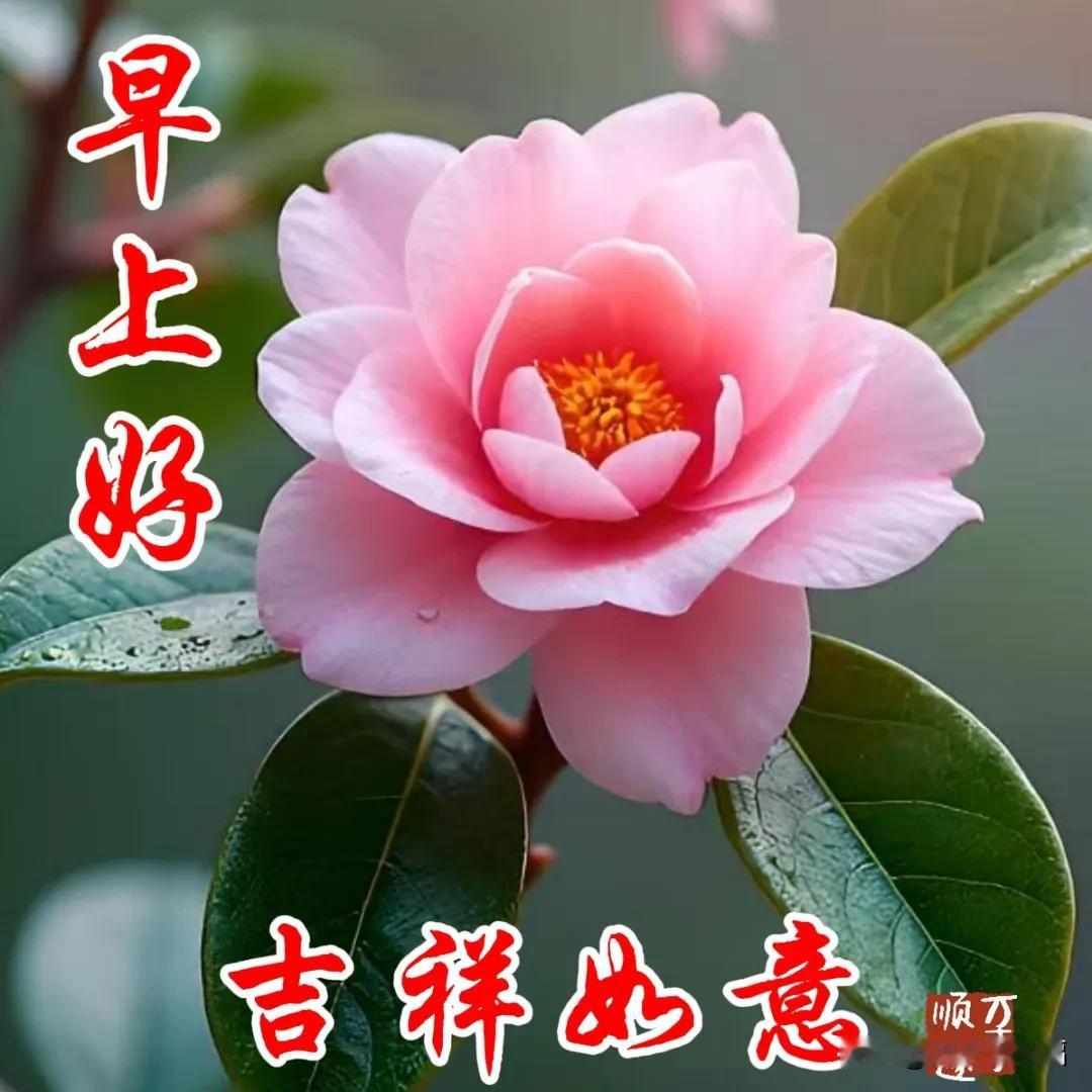 3月6日-今天好看的清晨问候祝福语图片，今天早安唯美温馨祝福语

清晨问候一天喜