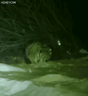 在野外看到东北虎，真是太幸运了，早在几十年前，很少能够看到野生东北虎的画面，现在