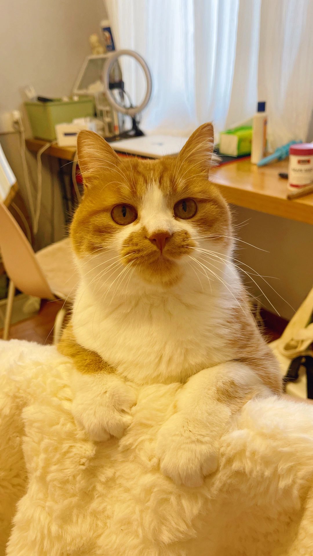 小猫咪怎么这么年轻就失业在家❓