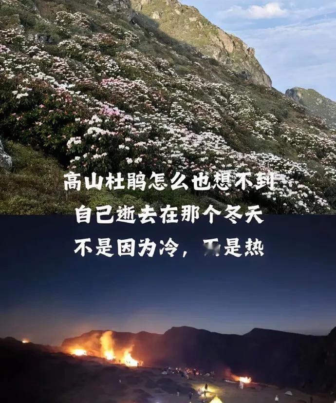 最近昆明东川区大牯牛山发生了个大火，不是天火，是游客野外生火玩火引发的！12个游