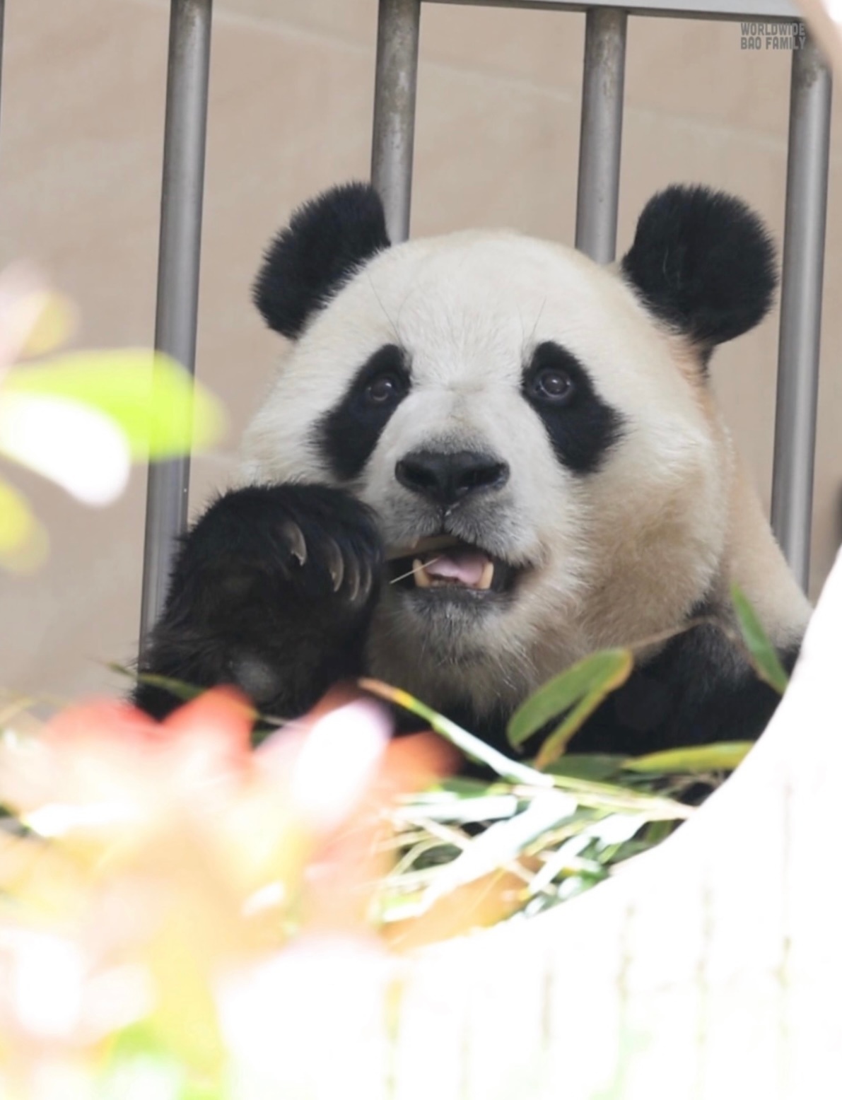 熊猫守护者 🐼森林驿站🌳天生软萌可爱的大熊猫，慵懒灵动的身影，轻易就能让人心