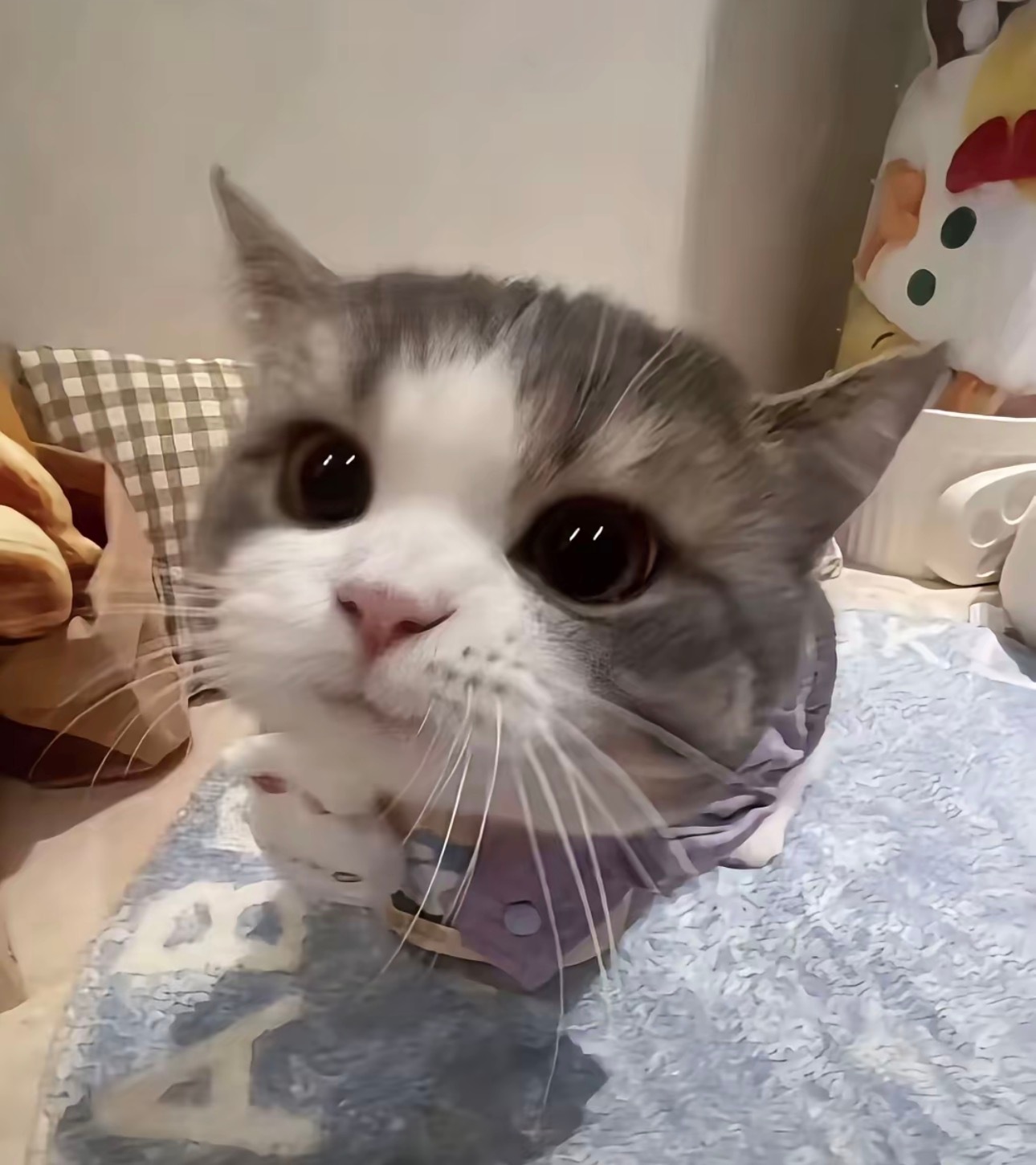 猫猫！