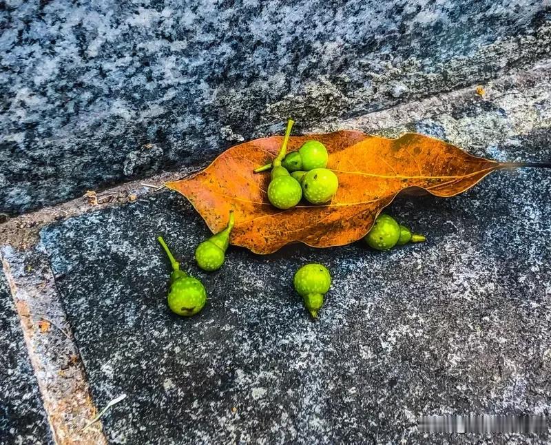 一家七个儿子也能断香火

我们这里本家有一支脉，
原来七兄弟。
出生时间从五零后