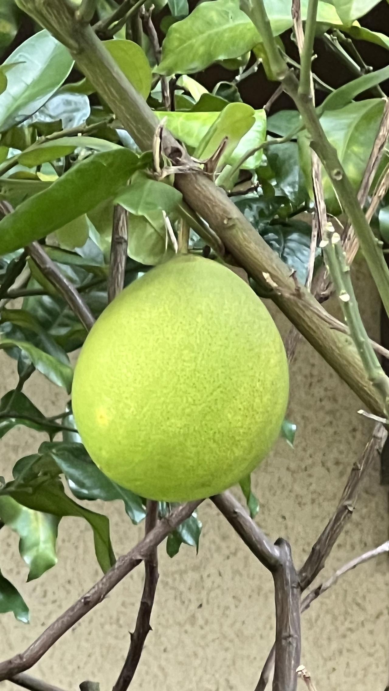 每日一图随手拍这是我在广州居住小区拍摄到的青柚，这颗挂在柚树上生长的‌青柚‌，在