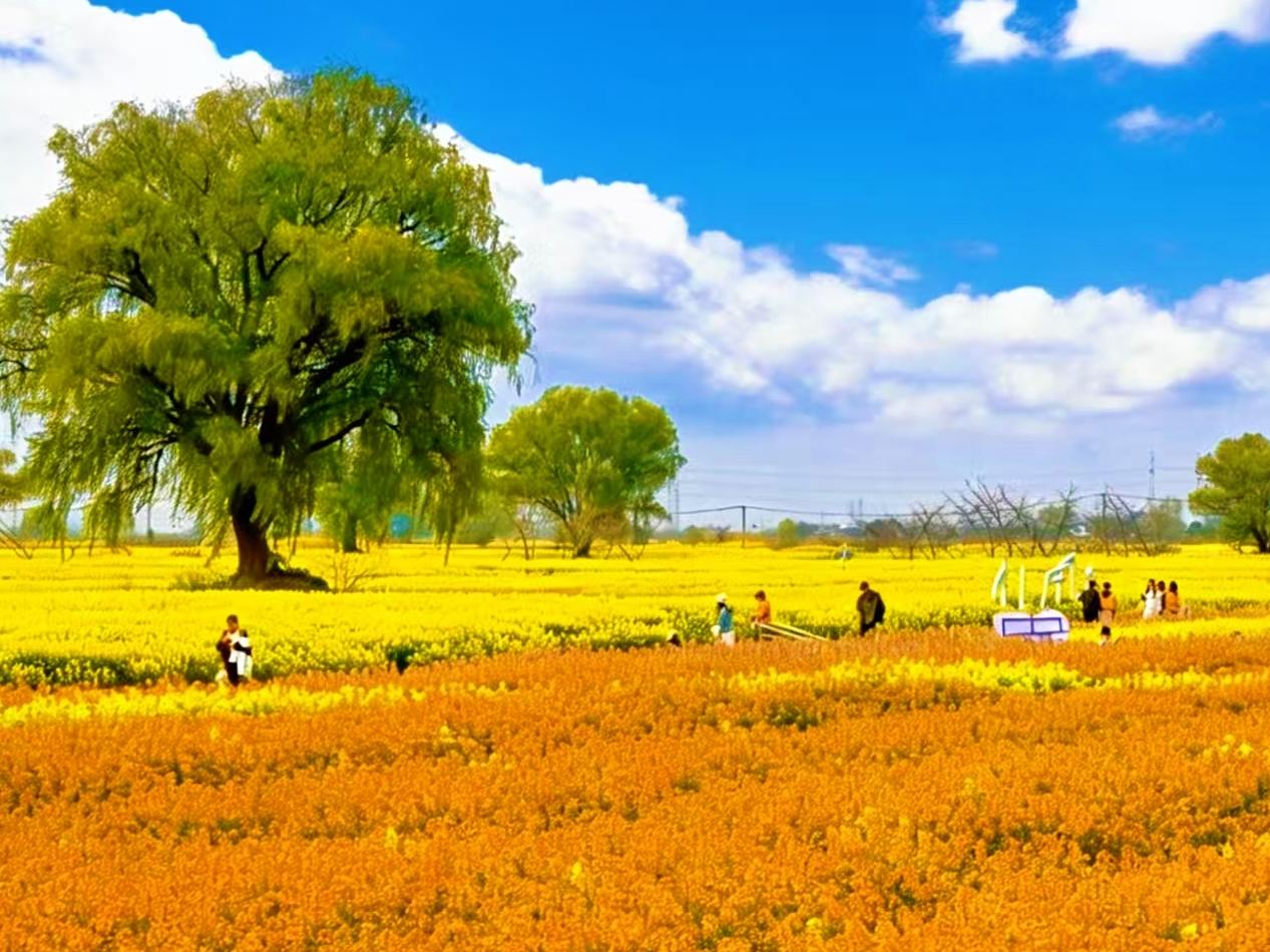 随拍公园花草树木