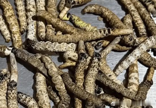 男子山上摔跤后意外发现数百根虫草 价值三四千元媒体报道，近日，网友陈先生在山上游