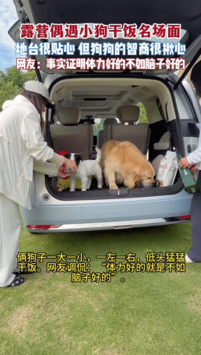 杭州的狗子精神状态有点说法杭州露营地里金毛智商上大分 杭州露营地名场面！金毛冷静