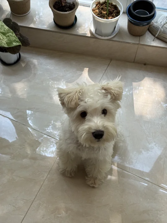 完全是玩具小狗的样子捏