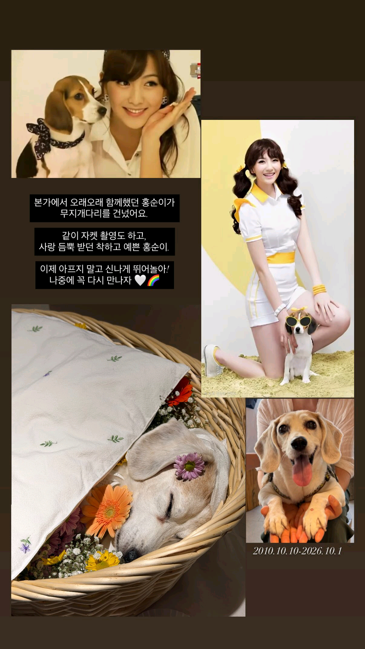 姜知英家的狗狗去汪星了 ​​​