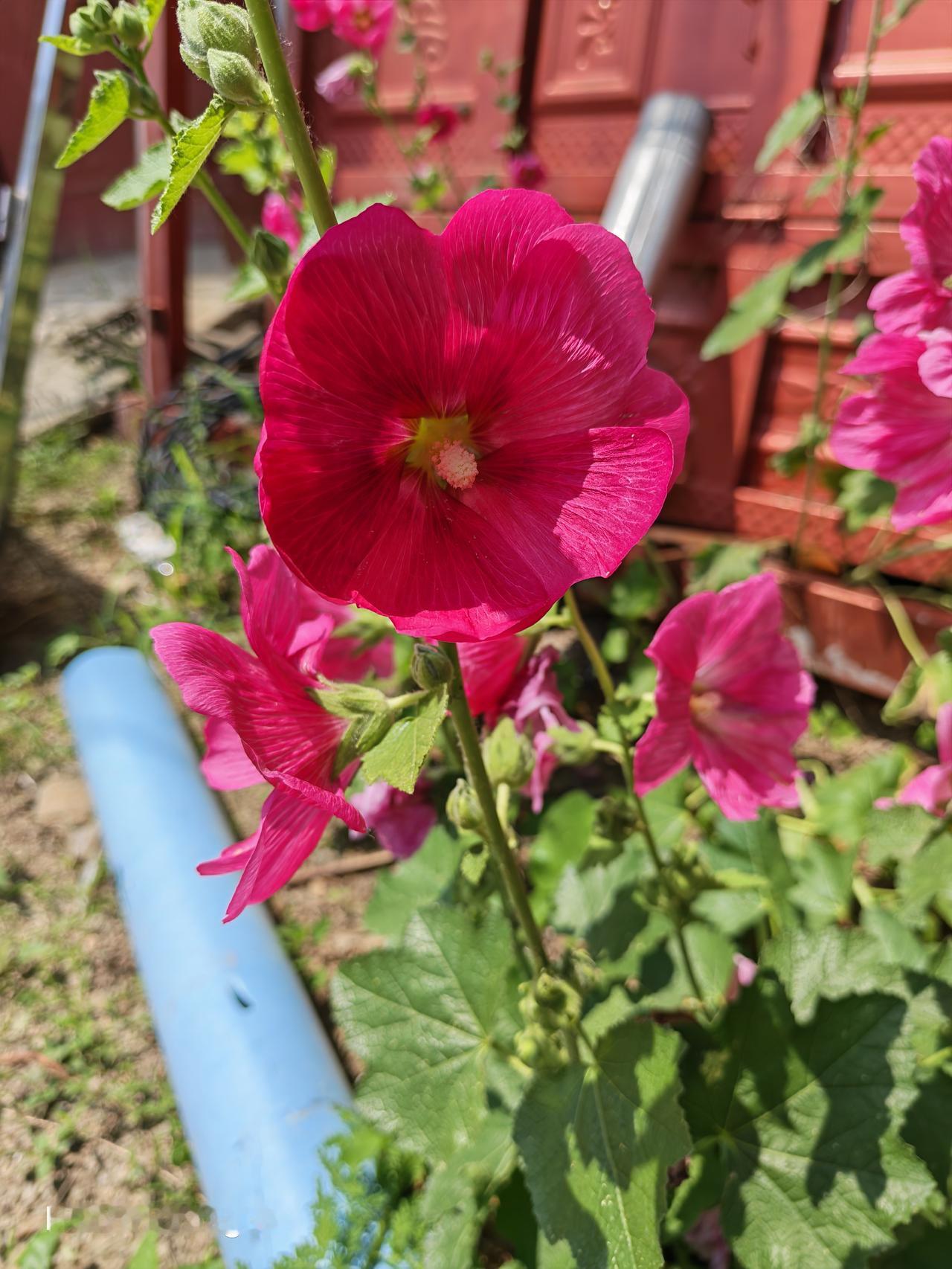 手机里的花花草草，时不时的翻出来看一下，特别的喜欢呢，因为心情也变好了